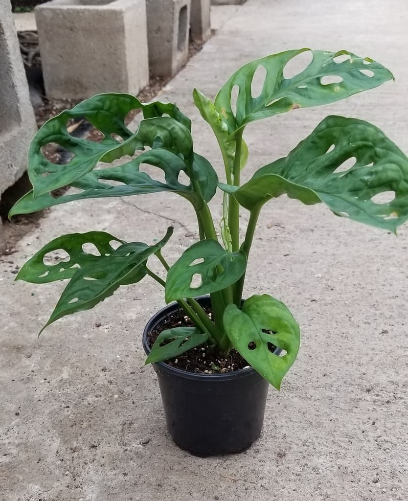 Monstera adansonii in a black nursery pot with green perforated leaves