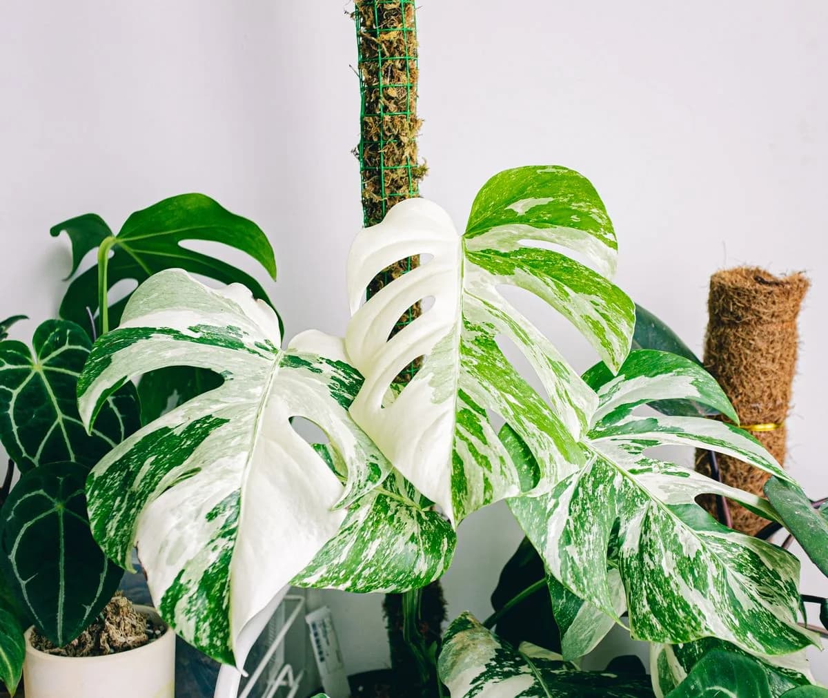 White and green variegated Monstera Albo leaves climbing a support