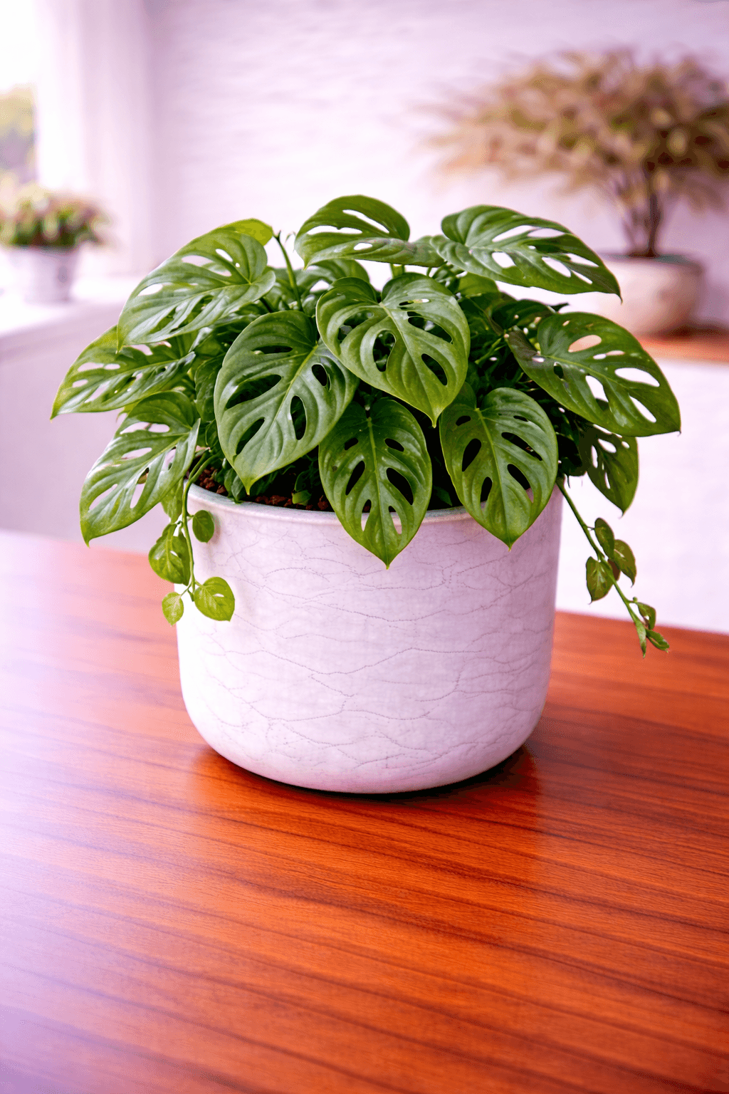 Monstera Monkey Leaf (Monstera obliqua x adansonii) plant care guide