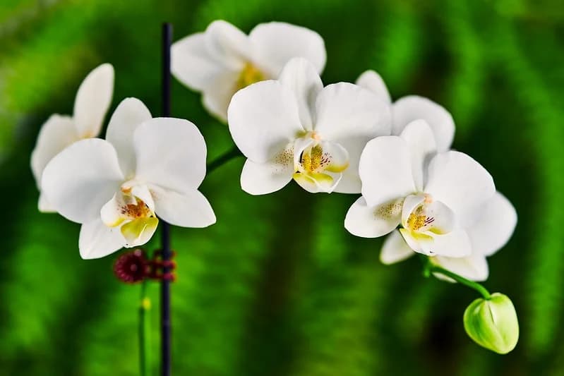 White moth orchid flowers and an unopened bud on a supported flower spike