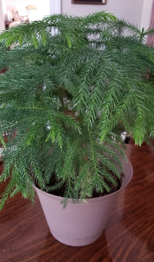 Potted Norfolk Island pine with soft tiered green branches