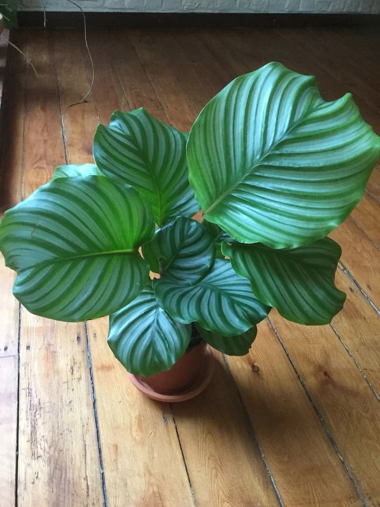 Rounded silver-striped leaves of a potted Goeppertia orbifolia