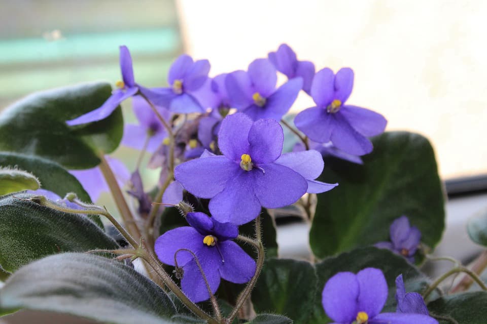 African violet with purple flowers above fuzzy green leaves