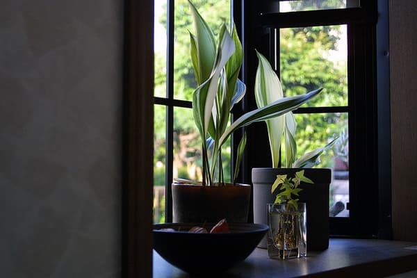 Variegated cast iron plant in a pot by a window