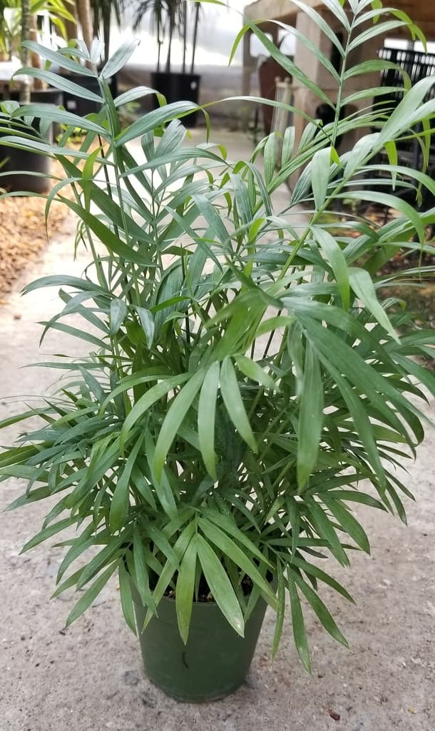 Potted Chamaedorea elegans parlor palm with fine green fronds