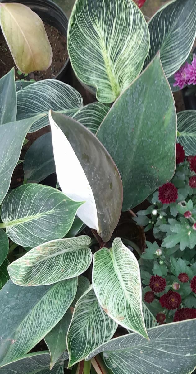 Philodendron Birkin leaves with pale pinstripes