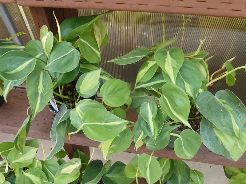 Trailing Philodendron hederaceum Brasil with green and yellow variegated leaves