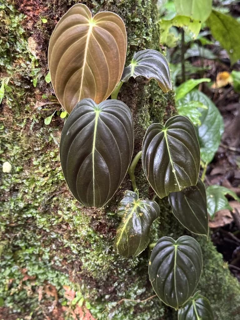 Velvety dark Philodendron melanochrysum leaves on a climbing stem