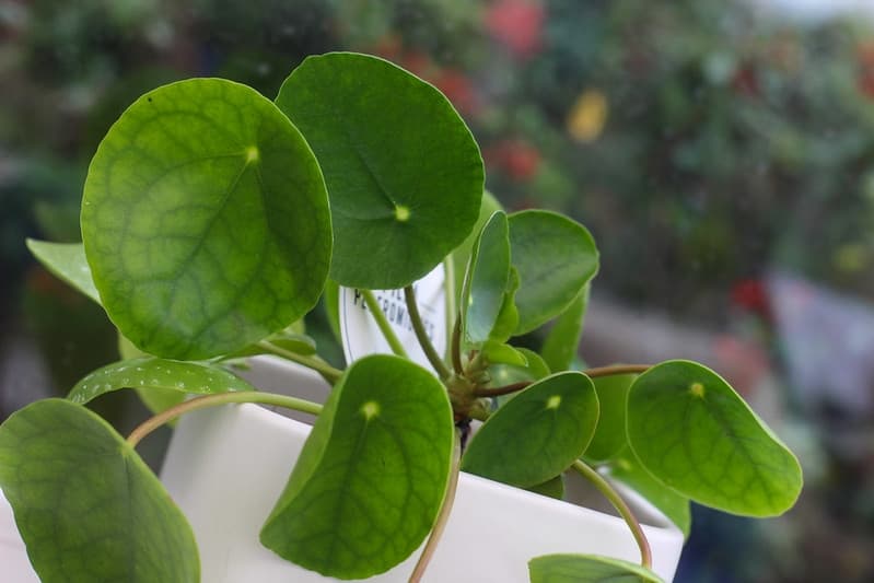 Potted Pilea peperomioides with round leaves on long stems