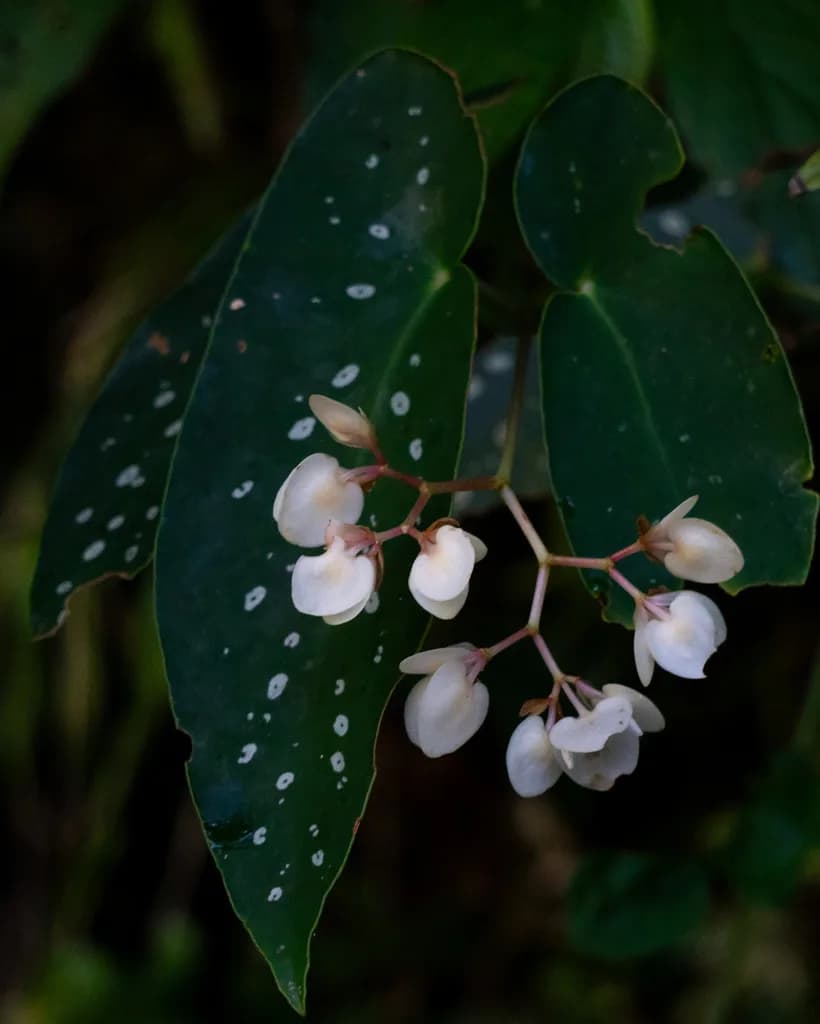 Wild Begonia maculata leaf with silver spots and pale flowers