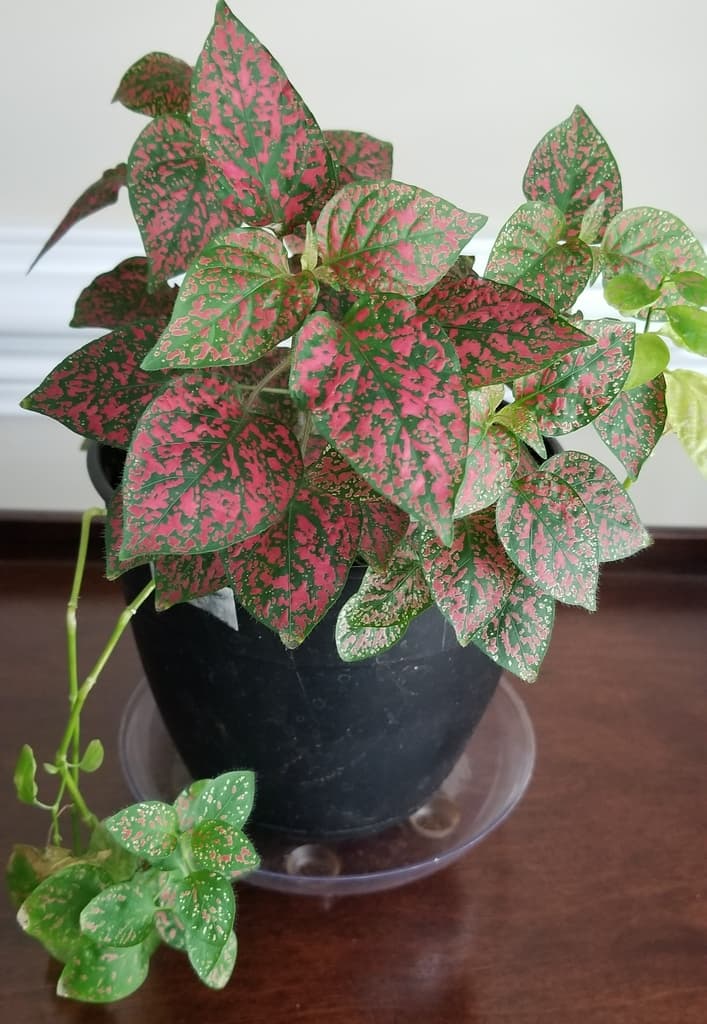 Potted polka dot plant with pink-speckled green leaves