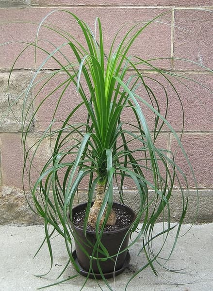 Potted ponytail palm with a swollen base and long arching leaves