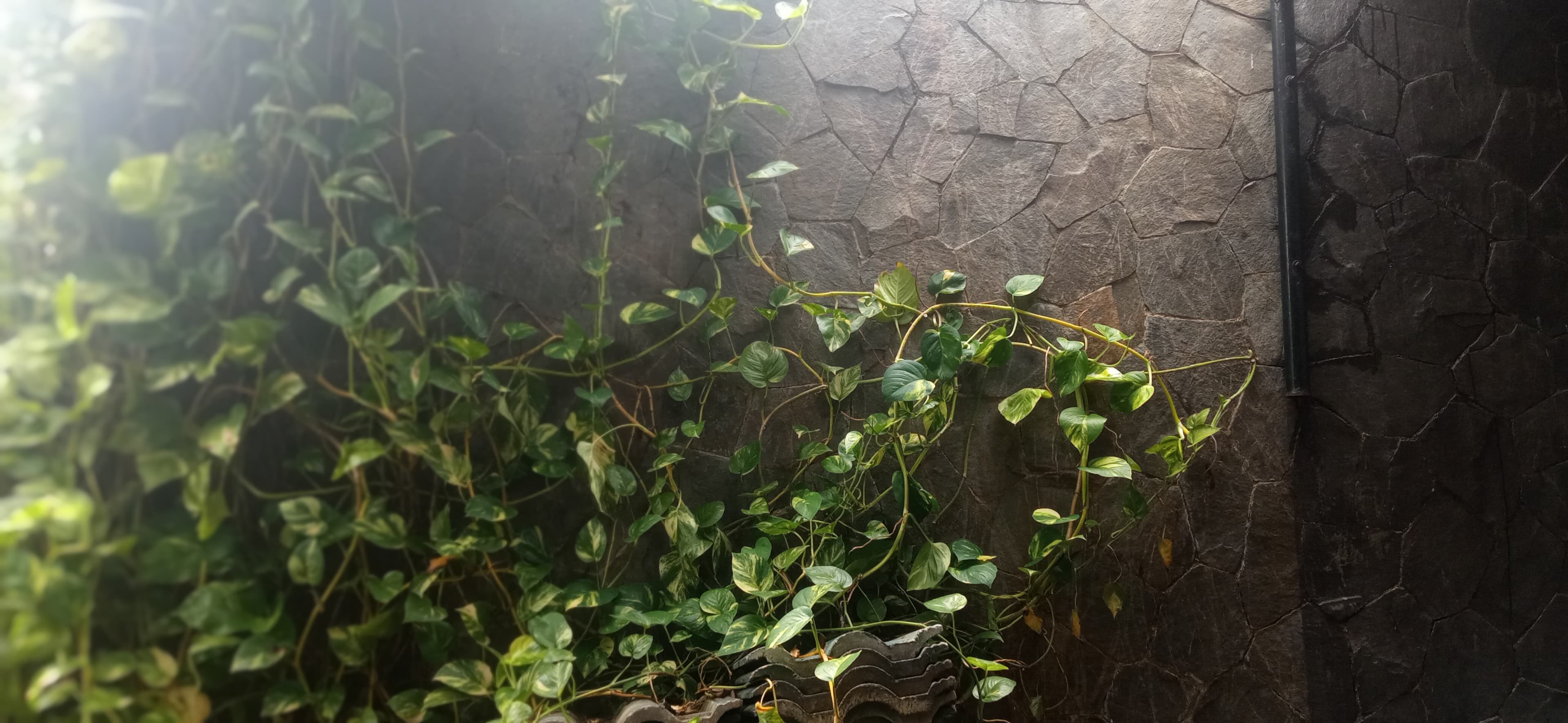 Golden pothos vines with green and yellow variegated leaves growing across a stone wall