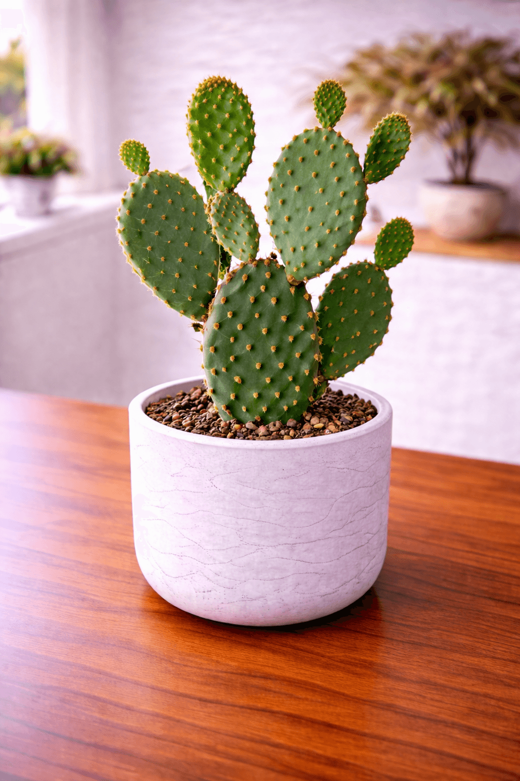 Prickly Pear (Opuntia humifusa) plant care guide