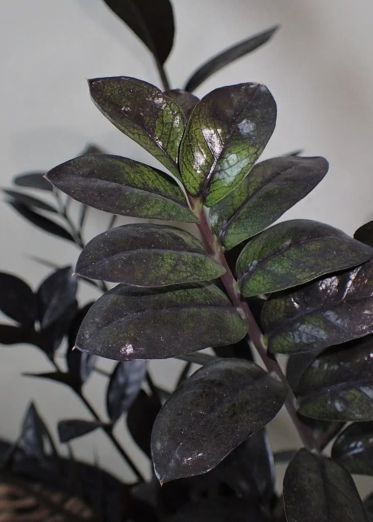 Raven ZZ leaflets showing green areas alongside dark purple-black colour