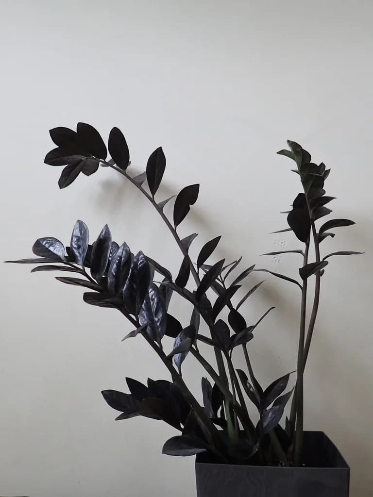Raven ZZ with dark foliage growing in a square pot