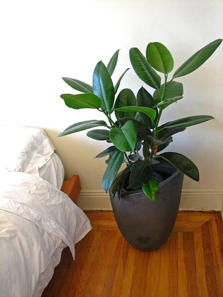 Potted Ficus elastica with broad glossy green leaves