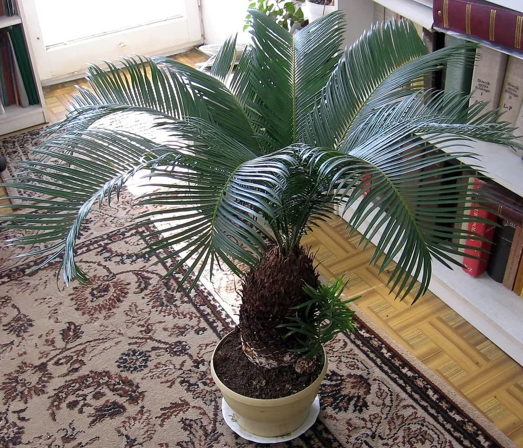 A potted Cycas revoluta with stiff arching fronds indoors