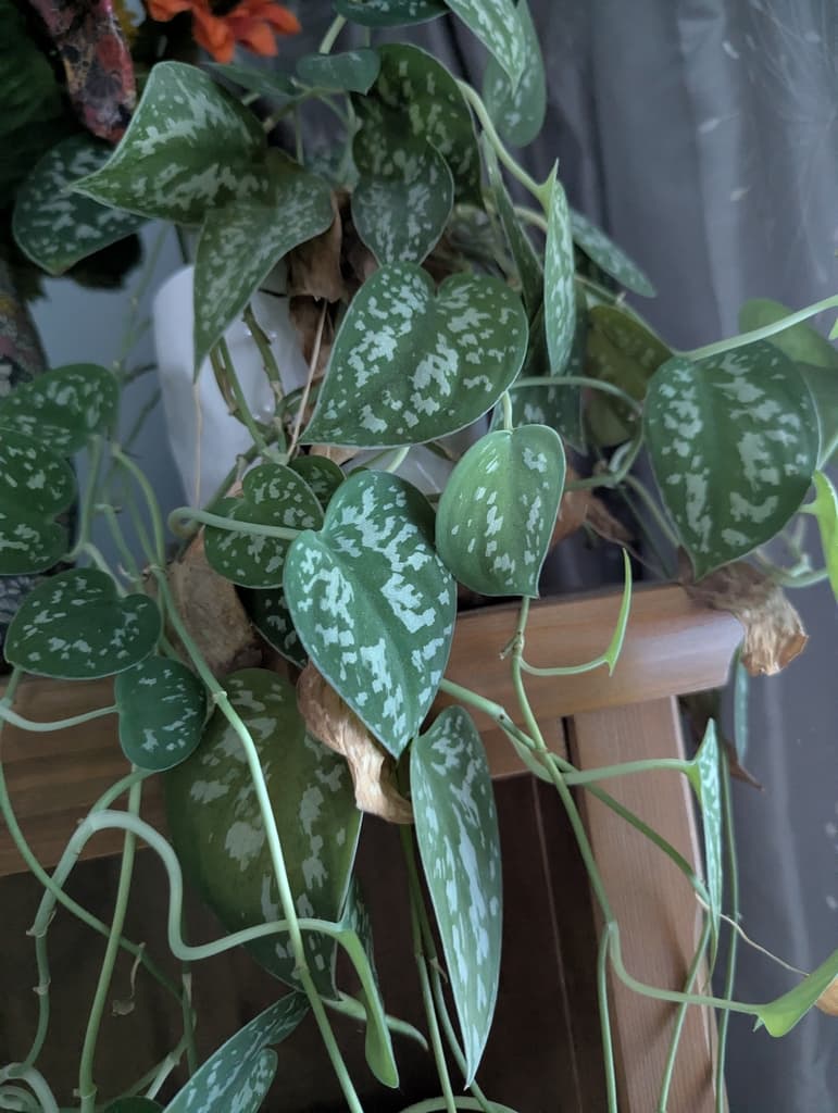 Trailing satin pothos with heart-shaped leaves marked in silver