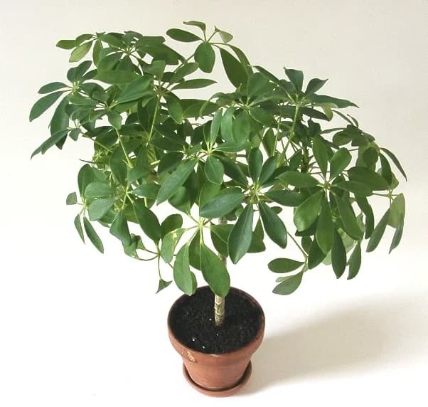 Potted dwarf umbrella tree with radiating glossy leaflets