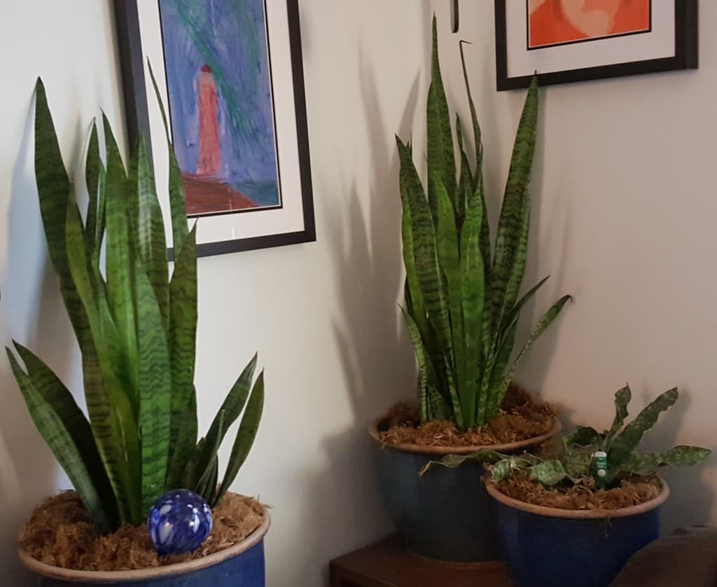 Potted snake plants with tall striped upright leaves