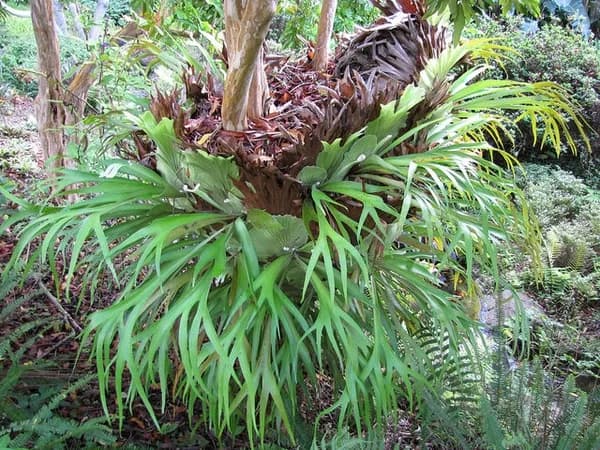Outdoor Platycerium bifurcatum growing epiphytically on a tree
