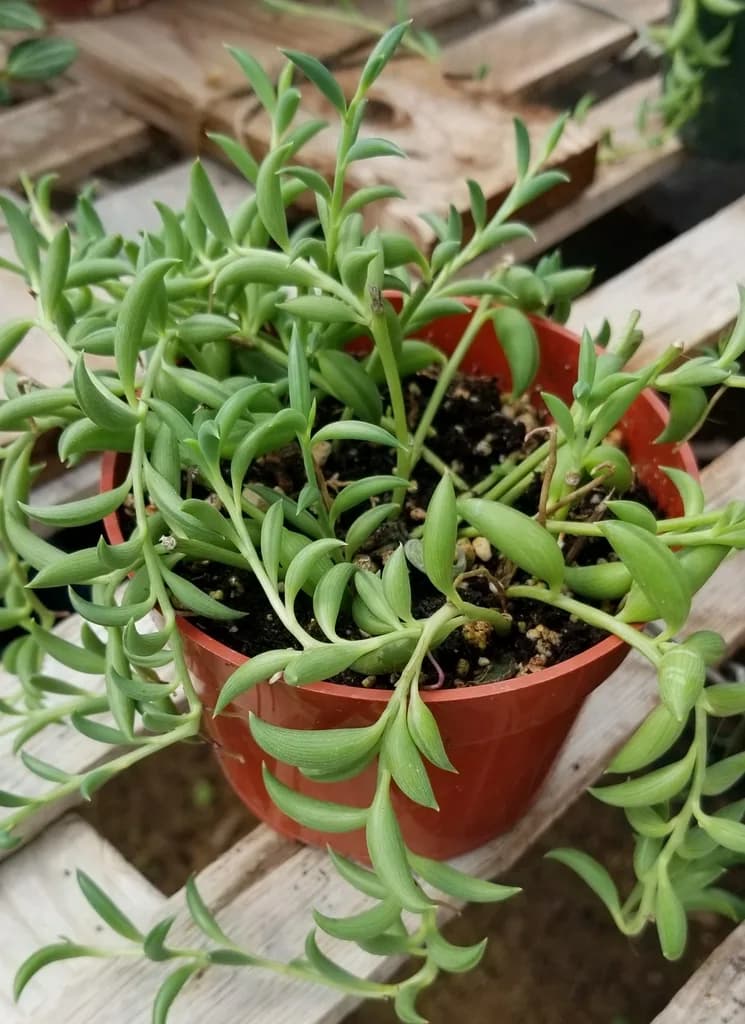 Potted Curio radicans with trailing banana-shaped succulent leaves