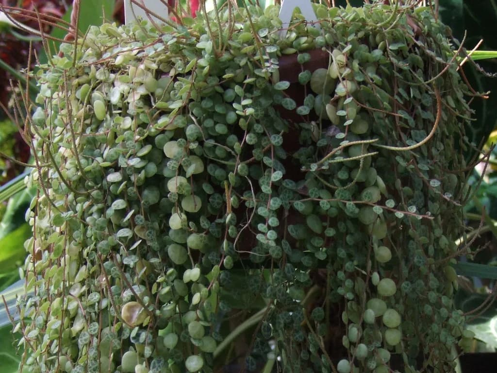 Trailing Peperomia prostrata with small patterned round leaves