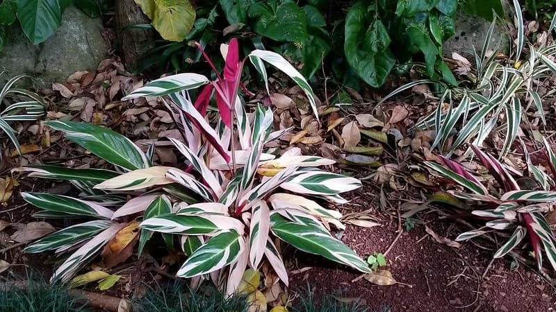 Variegated Stromanthe thalia Tricolor plant with cream, green and pink leaves
