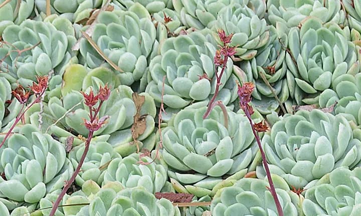 Echeveria elegans rosettes, one example of a succulent