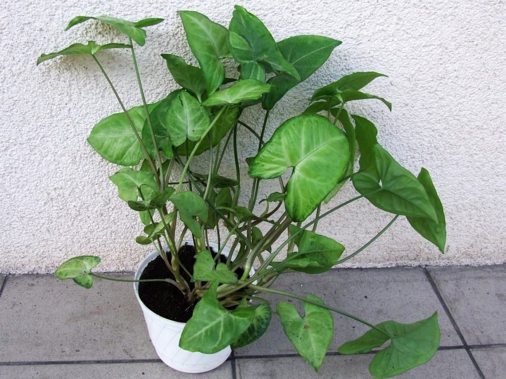 Potted Syngonium podophyllum with arrow-shaped leaves