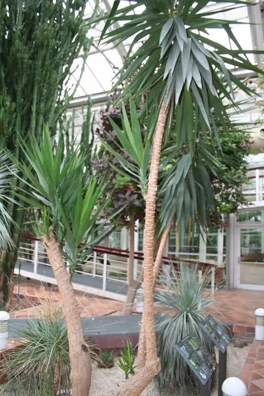 Mature Yucca gigantea with branching trunks and leafy crowns