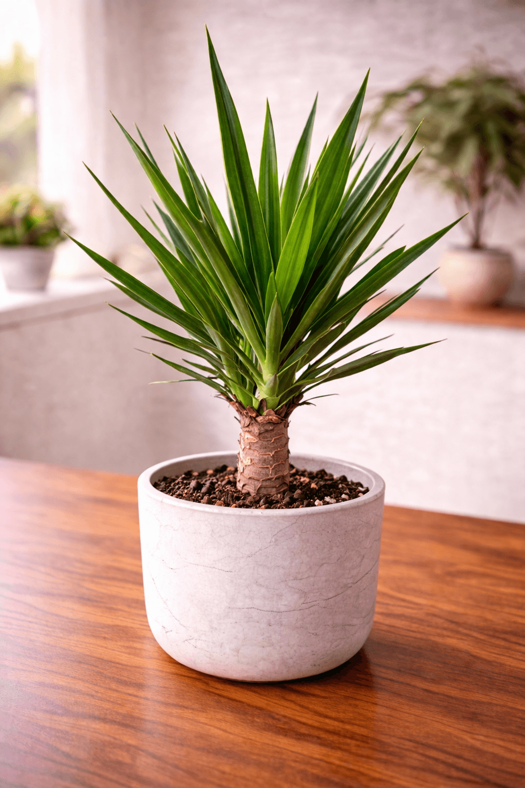Yucca (Yucca elephantipes) plant care guide