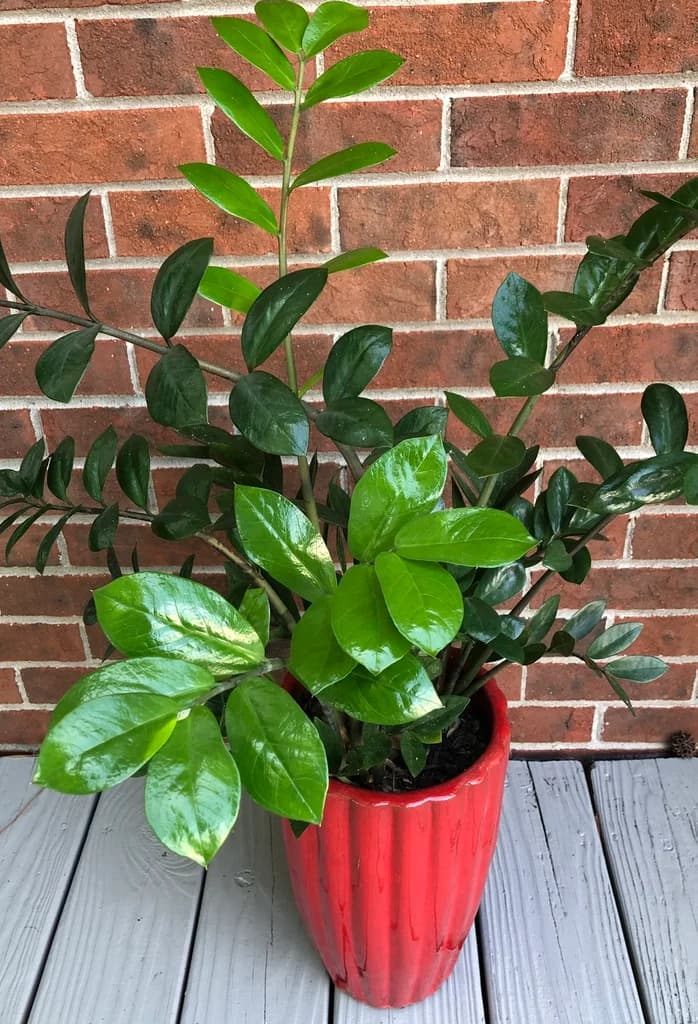 Green ZZ plant with upright glossy foliage in a red pot