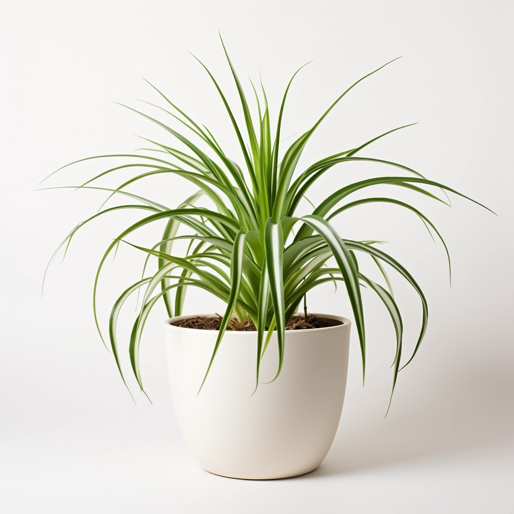 Reverse-Spider-Plant-Image
